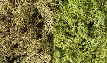 Woodland Scenics L167 Lichen, Light Green Mix 173 in³
