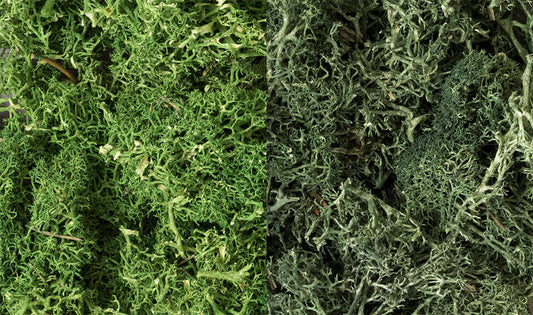 Woodland Scenics L168 Lichen, Dark Green Mix 173 in³