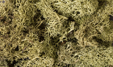 Woodland Scenics L161 Lichen, Spring Green 86.6 in³