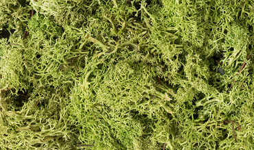 Woodland Scenics L162 Lichen, Light Green 86.6 in³