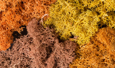 Woodland Scenics L165 Lichen, Autumn Mix 86.6 in³