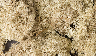 Woodland Scenics L166 Lichen, Natural 86.6 in³